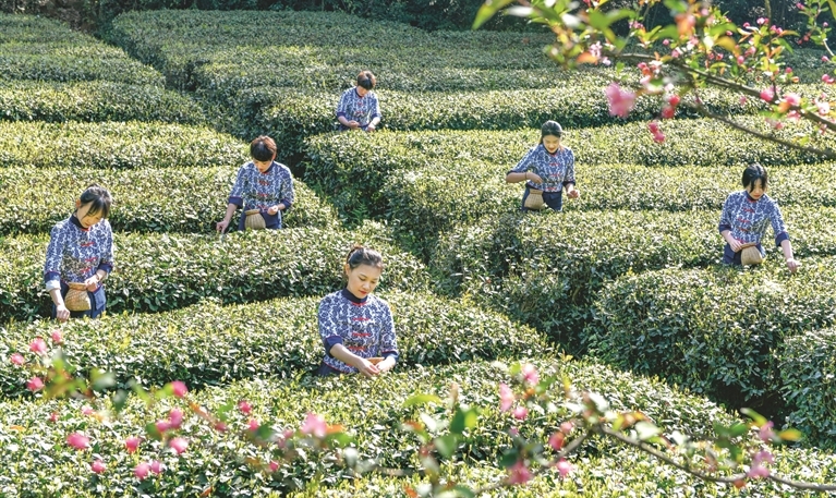 湘湖茶葉開摘