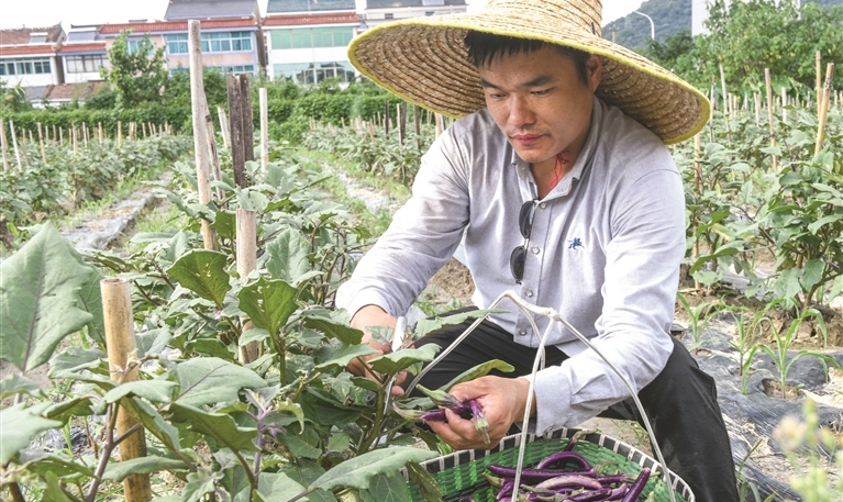 閑置土地變菜地